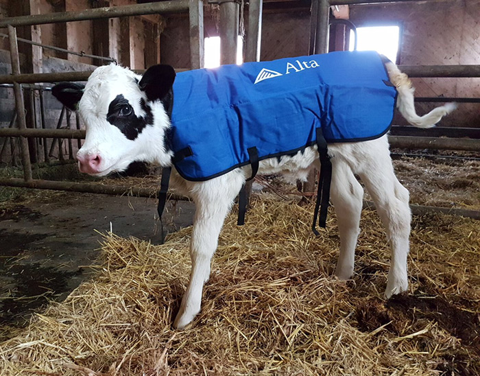 Kälberdecke