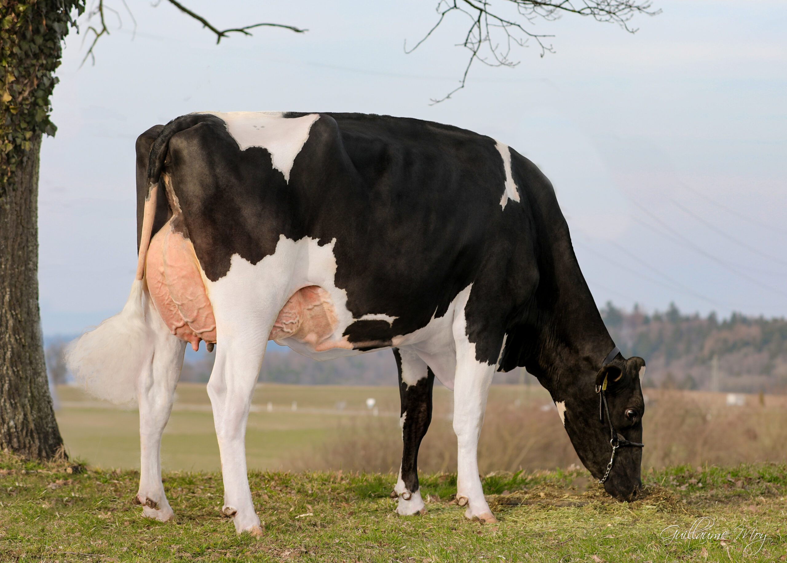 Gplus Meier's GP-MYSTERY-ET – Image 10