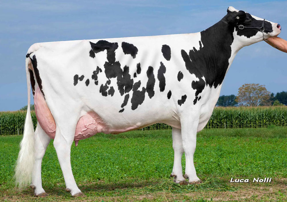 Amighetti AMBASSADOR-ET – Image 2