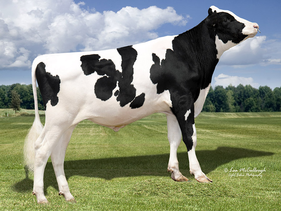Glen-D-Hav ALTAHOTROD – Bild 3