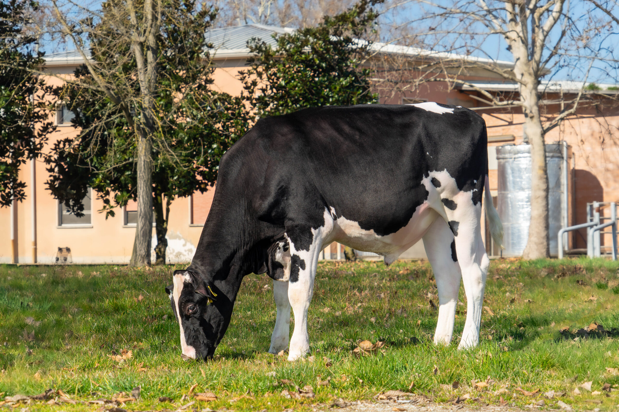 Isolabella Inseme Sonik-ET – Bild 2