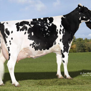 Lone-Oak-Acres AltaRABO-ET