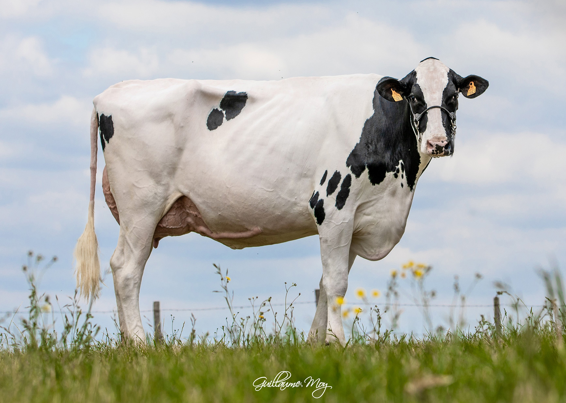 GM: EBA Netty VG 87