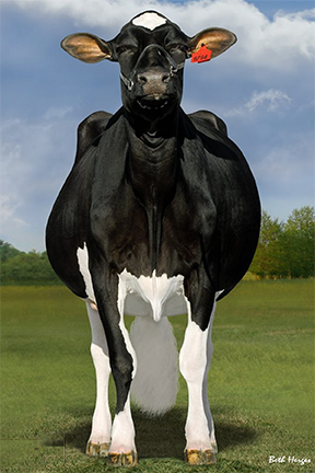 Duckett Heroic-ET – Image 6