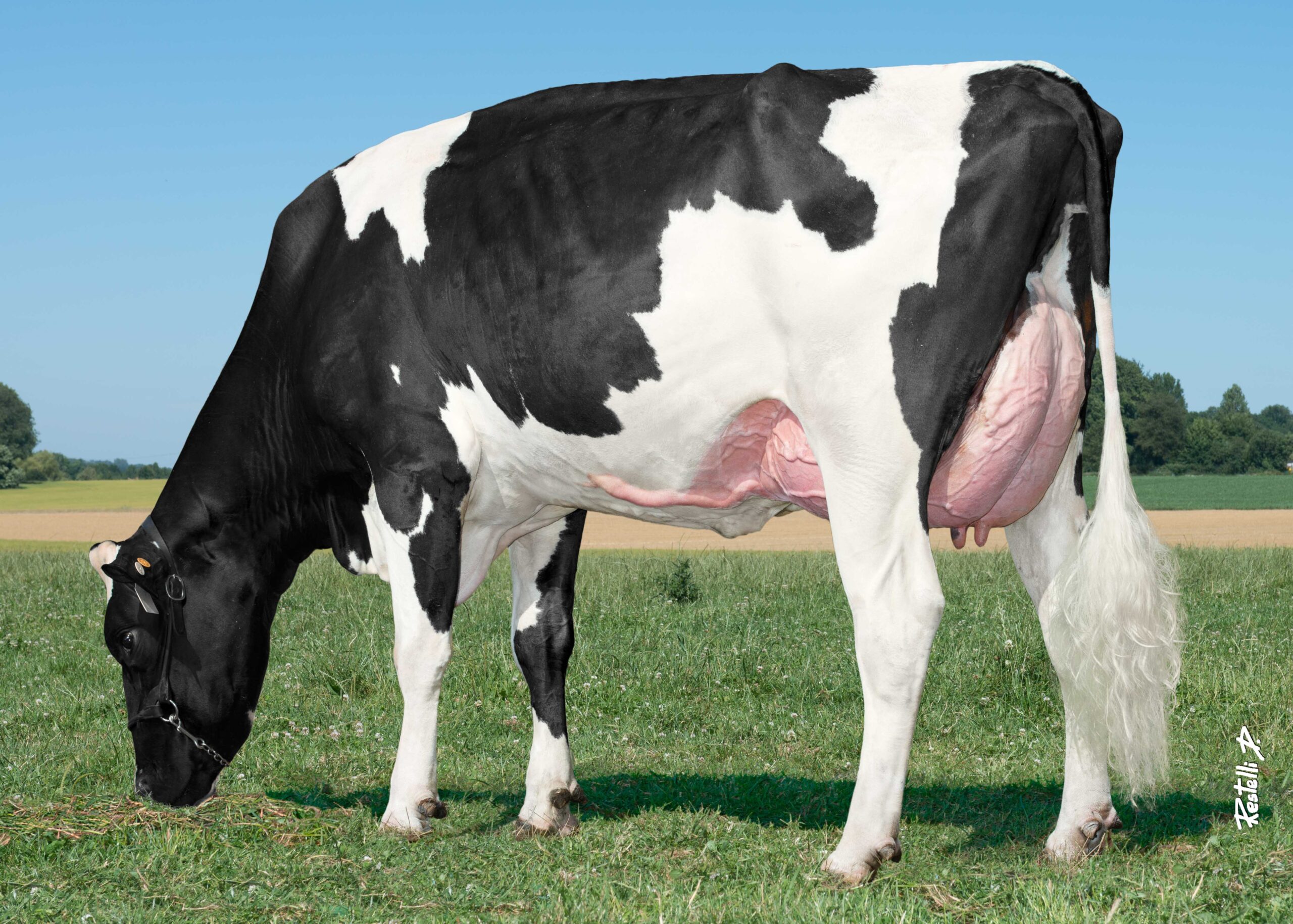 Cristella Orfeo-ET – Image 3
