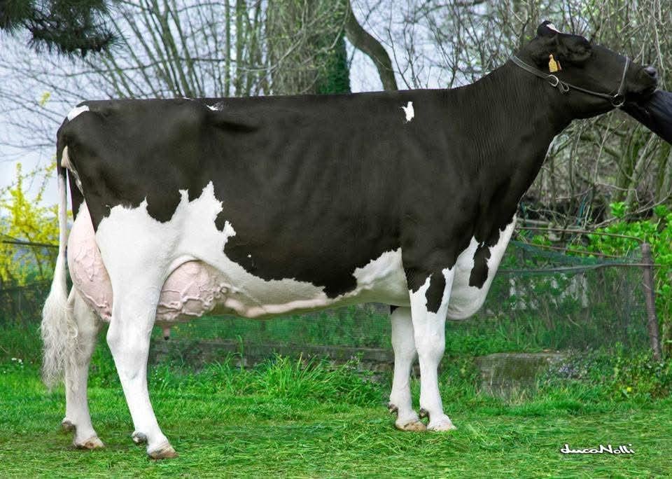 Sabbiona Arlong – Image 3